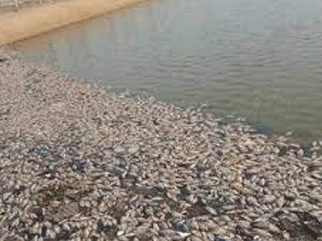 Togo / Découverte alarmante de poissons morts à Lomé : Les autorités ouvrent une enquête